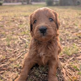 Yellow - Red  female Goldendoodle puppy in Midland, North Carolina from Alger Farm, LLC