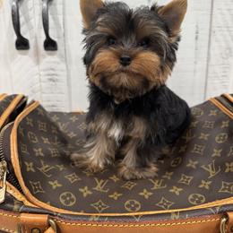 Biewer Terrier and Yorkshire Terrier Puppies from Coastal Yorkshire Terrier Yorkies & Biewer Terriers