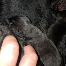 Boy 7 - Black male Cane Corso puppy in Clarksburg, West Virginia from West By God Virginia Cane Corso
