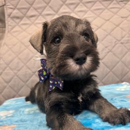 Miniature Schnauzer Puppies from NM Schnauzer Minis