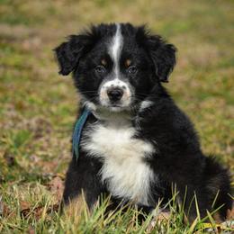 Blue green boy - Black tri-color male Australian Shepherd puppy in Clarkrange, Tennessee from Vom Wolff