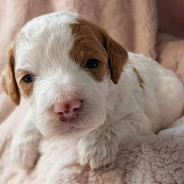 Destiny - Parti female Goldendoodle puppy in Grosse Ile Township, Michigan from Mini Island Doodles