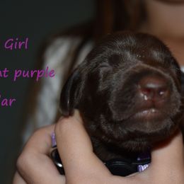 Girl 2-light purple - Liver female German Shorthaired Pointer puppy in Riverdale, Michigan from Ninemire Farm
