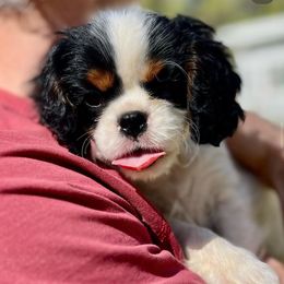 Cavalier King Charles Spaniel Puppies from Gold Country Cavaliers