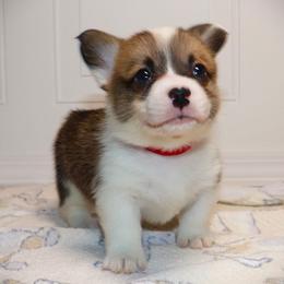 AKC Red ID Boy - Red male Pembroke Welsh Corgi puppy in Ash Flat, Arkansas from Arkansas Corgis