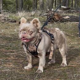 Ginger - French Bulldog