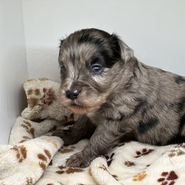 Aussiedoodle, Bordoodle, and Goldendoodle Puppies from Korbella Farm