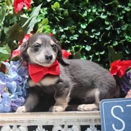 Remington Steele - Blue and tan male Dachshund puppy in Woodbine, Georgia from Walker's Minidachs