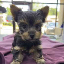 Aria - Black and tan female Yorkshire Terrier puppy in Hot Springs, Arkansas from Blissful_Yorkies