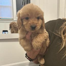 Caramel - Apricot female Goldendoodle puppy in Warren, Michigan from Annette Patterson