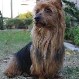 Australian Terriers from Djinda Australian Terriers
