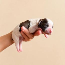 Matcha - Brown white and tan female Cockapoo puppy in Santa Barbara, California from K+C Doodles