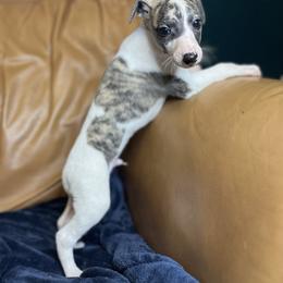 Spencer - White and fawn brindle male Whippet puppy in Clinton, Tennessee from Ivanhoe Borzoi
