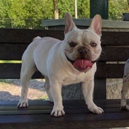 French Bulldogs from Coastal Pupz