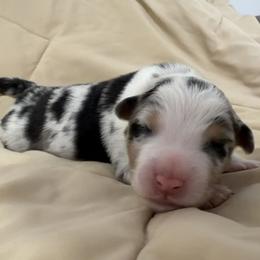 Boy 2 - male Australian Shepherd puppy in Sudbury, Massachusetts from Wild Atlantic  Aussies