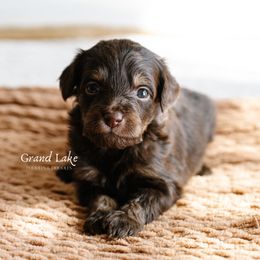 Charlie Brown - Brown male Schnoodle puppy in Grove, Oklahoma from Grand Lake Poodles & Doodles