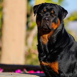 Rottweilers from Longbow Rottweilers