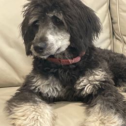 Yellow - Phantom female Bernedoodle puppy in Beachwood, Ohio from Paws of the Vineyard