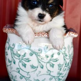 Queen - Black tri-color female Australian Shepherd puppy in Kirksville, Missouri from BellSharps Australian Shepherds