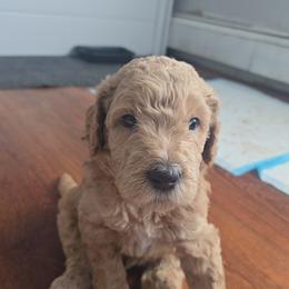 Butterscotch - Brown and white male Sheepadoodle puppy in Woonsocket, Rhode Island from Regalpups
