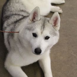 Mercy - Siberian Husky