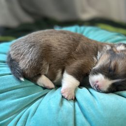 Boy 3 - Blue Pembroke Welsh Corgi puppy in Oregon from Dream Giver Corgis