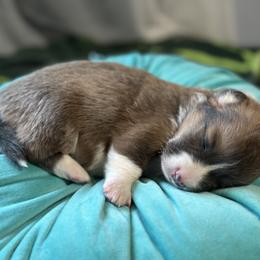 Boy 3 - Blue Pembroke Welsh Corgi puppy in Oregon from Dream Giver Corgis