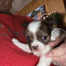 Valentina - Chocolate and white female Chihuahua puppy in Red Bluff, California from Aye Chihuahua