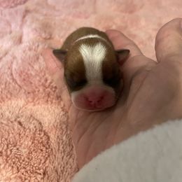 Danielle - Seal and white female Boston Terrier puppy in Johnstown, Colorado from R&M Bostons