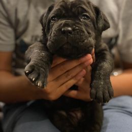 Neapolitan Mastiff Puppies from Battle Born Neos