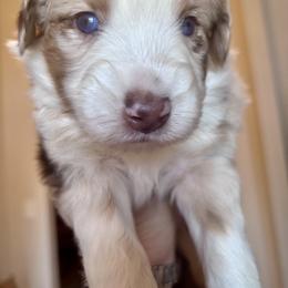 Australian Shepherd Puppies from Wylie Mini Aussies