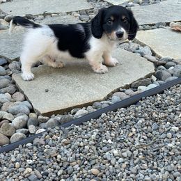 Frasier - Black and tan male Dachshund puppy in Centralia, Washington from Daweshunds