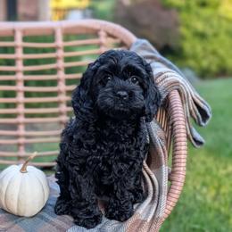 Green Male - Black male Cockapoo puppy in Newmanstown, Pennsylvania from Greta's Cockapoos