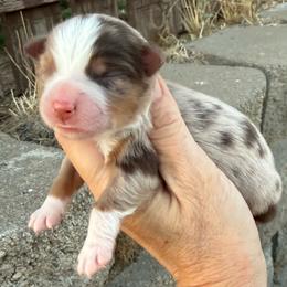 Merle 1 - Red merle male Miniature American Shepherd puppy in Centerville, Washington from Turnin Heads
