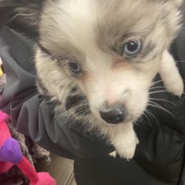 Toy Australian Shepherd Puppies from Butte-E-Ful aussies