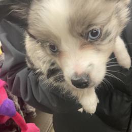 Toy Australian Shepherd Puppies from Butte-E-Ful aussies