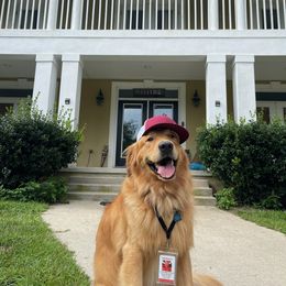 Buddy - Golden Retriever