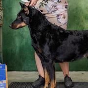 Beaucerons from Seelingers Beaucerons