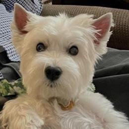 Ivy - West Highland White Terrier
