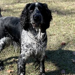 Dachshunds and English Springer Spaniels from Kent Rose Farm