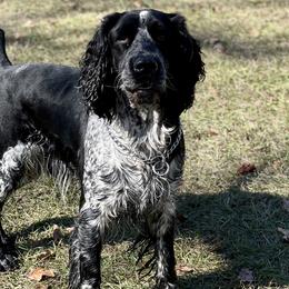 Dachshunds and English Springer Spaniels from Kent Rose Farm
