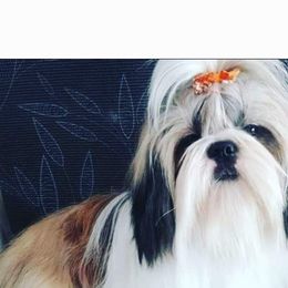 Pete - Shih Tzu