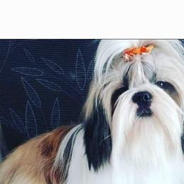 Pete - Shih Tzu