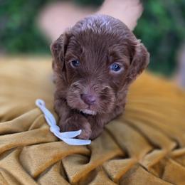 Patter - Red  male Goldendoodle puppy in Decatur, Tennessee from Diamond's Doodles