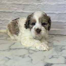 Charlie - Merle male Cockapoo puppy in Moulton, Iowa from Shondel Puppy Paws