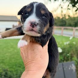 Rex - Tri-color male Bernedoodle puppy in Yuba City, California from Ranch House Doodles