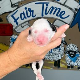 Lamb Chop - Black and white female Sheepadoodle puppy in Adams, Nebraska from Boxcar Doodles and Poodles