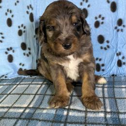 Willow - Blue merle female Bernedoodle puppy in Battle Creek, Michigan from T-Rose’s Bernedoodle & Pomsky Puppies