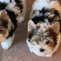 Biewer Terriers from Wine Country’s deVine Biewer Terriers