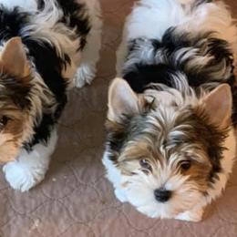 Biewer Terriers from Wine Country’s deVine Biewer Terriers